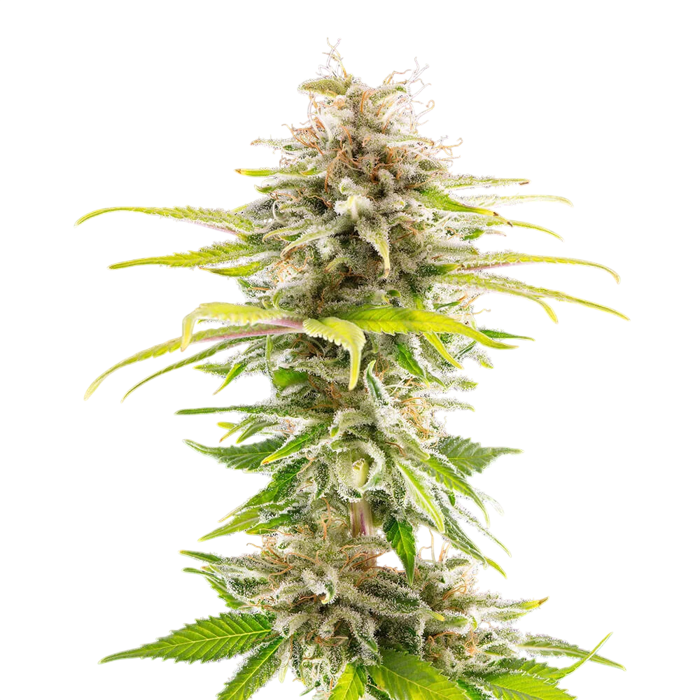 Super OG Kush | PHOTOFEM | Kannabia Seeds