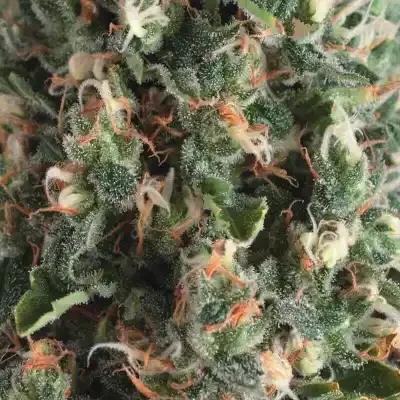 Super OG Kush Auto