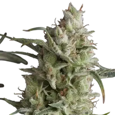 Super OG Kush | PHOTOFEM | Pyramid Seeds