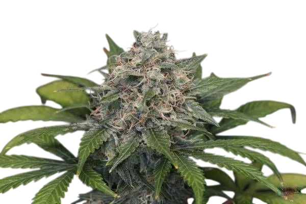 Super Pineapple Haze | PHOTOFEM | Garden Of Green