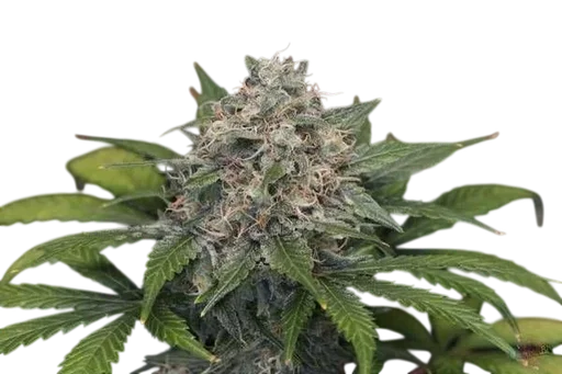 Super Pineapple Haze