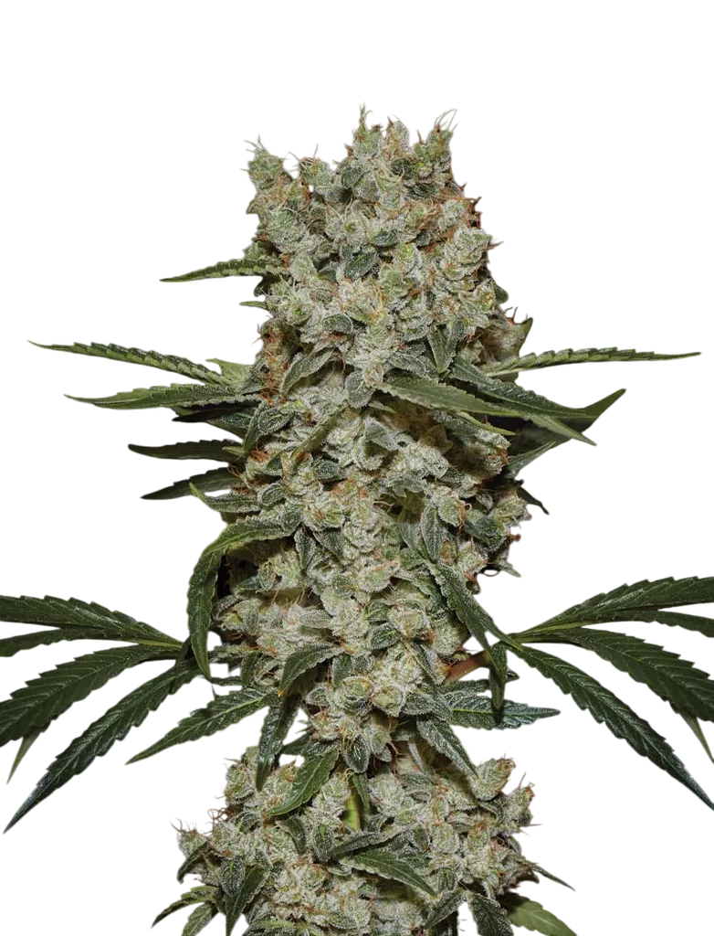 Super Silver Haze | PHOTOFEM | Greenhouse Seed Co.