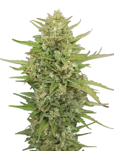 Super Skunk Auto