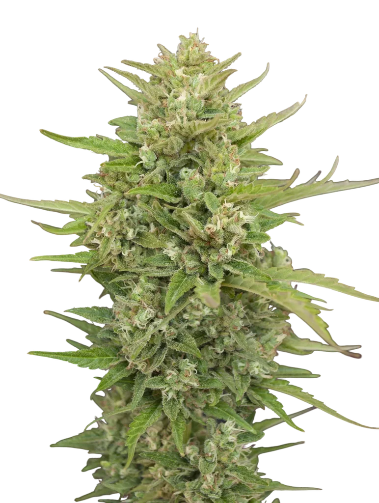 Super Skunk Auto | AUTOFEM | 00 Seeds