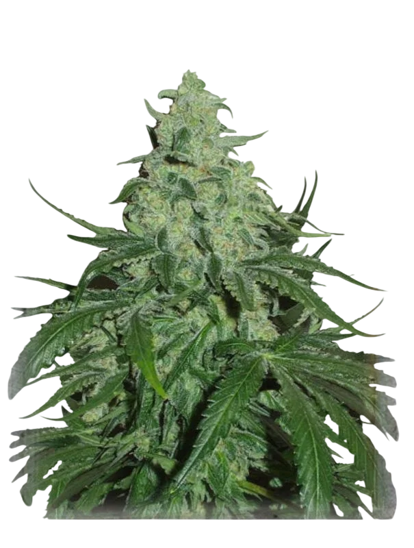 Super Skunk Auto | AUTOFEM | Garden Of Green