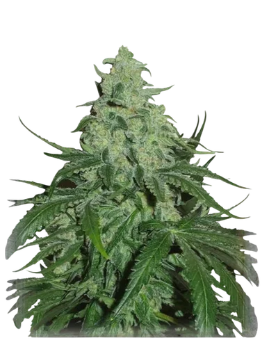 Super Skunk Auto