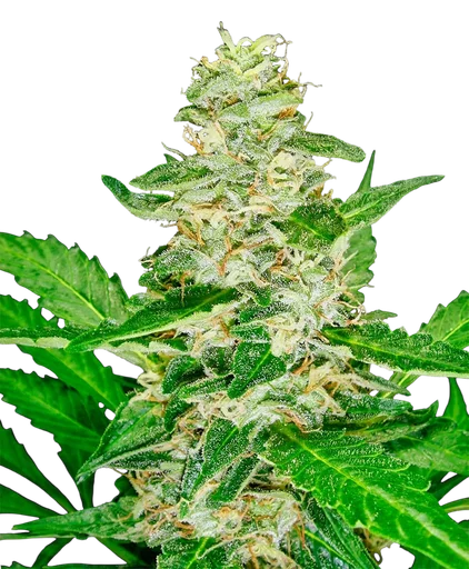 Super Skunk Auto