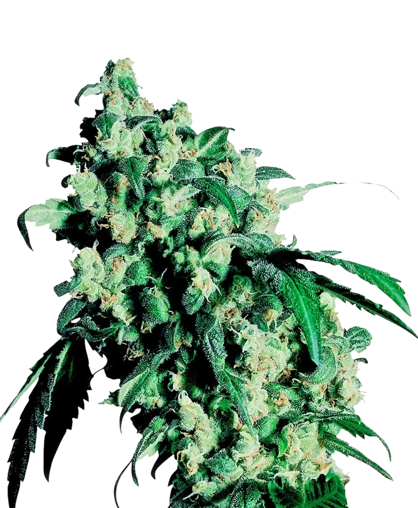 Super Skunk | PHOTOFEM | Sensi Seeds