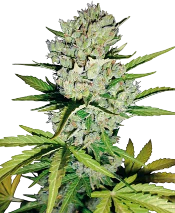 Super Skunk Auto | AUTOFEM | White Label Seed Company