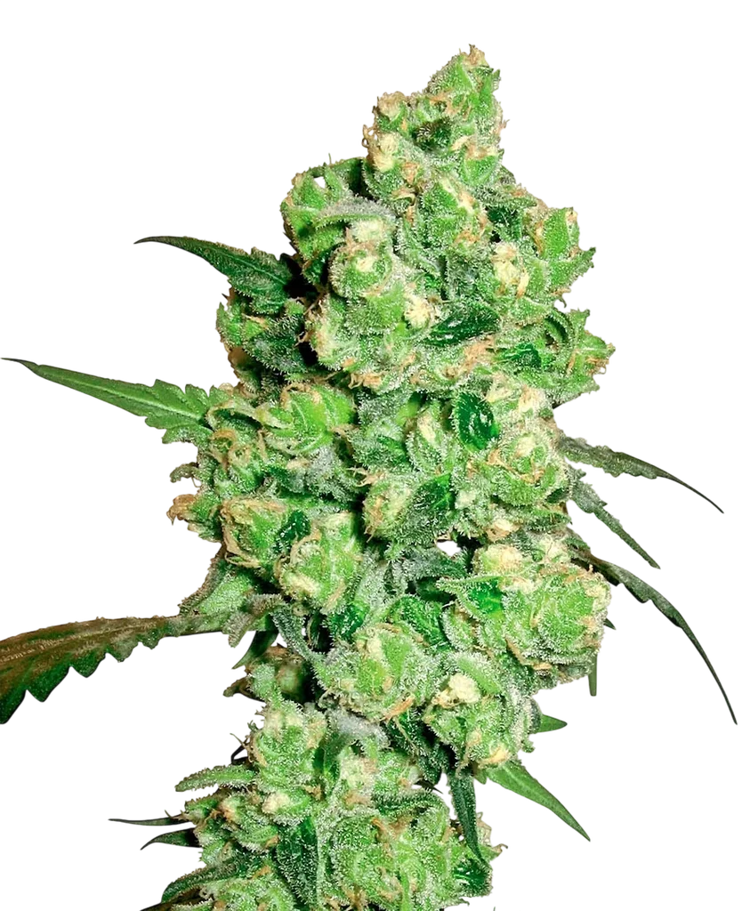 Super Skunk | PHOTOFEM | White Label Seed Company