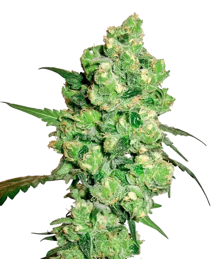 Super Skunk