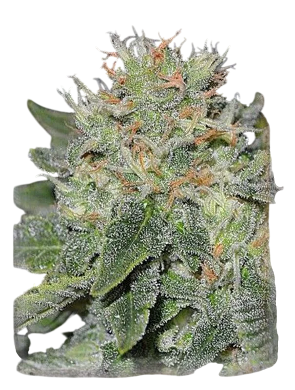 Super Skunk Kush | PHOTOFEM | Garden Of Green