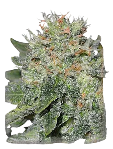 Super Skunk Kush