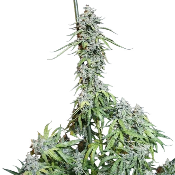 Super Watermelon Auto | AUTOFEM | Eva Seeds