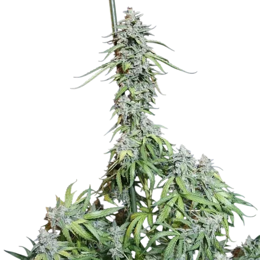 Super Watermelon Auto
