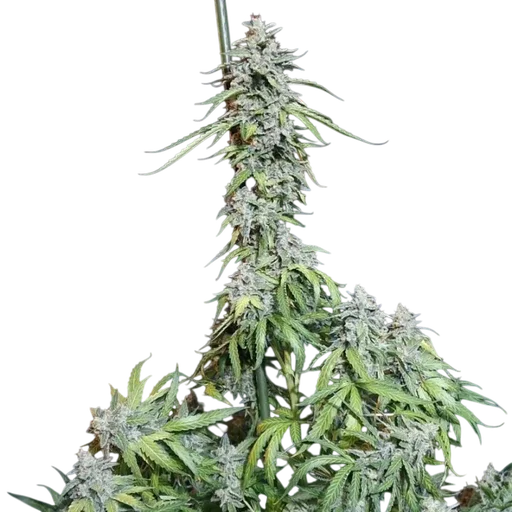 Super Watermelon Auto