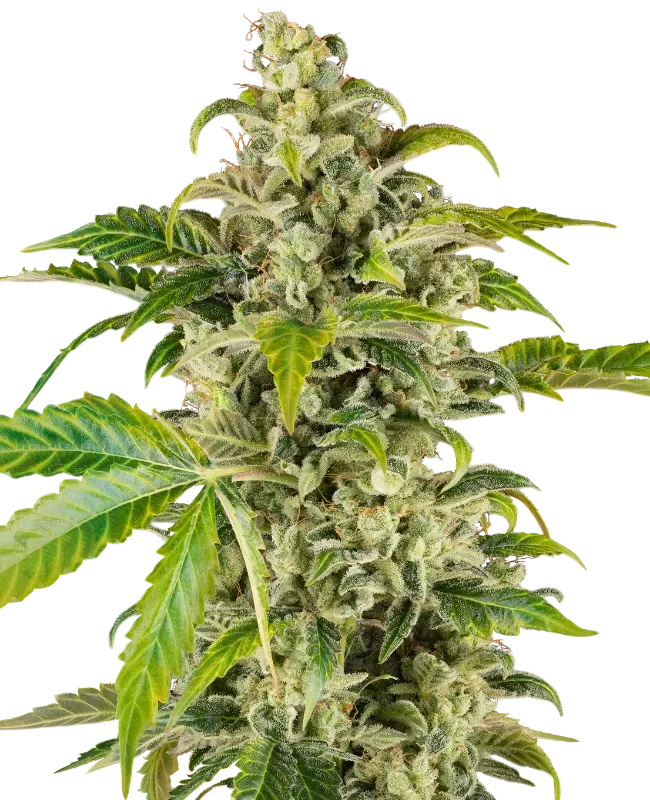 Sweet and Sour Cream Auto | AUTOFEM | Sensi Seeds Research