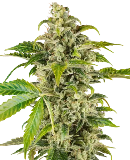 Sweet and Sour Cream Auto