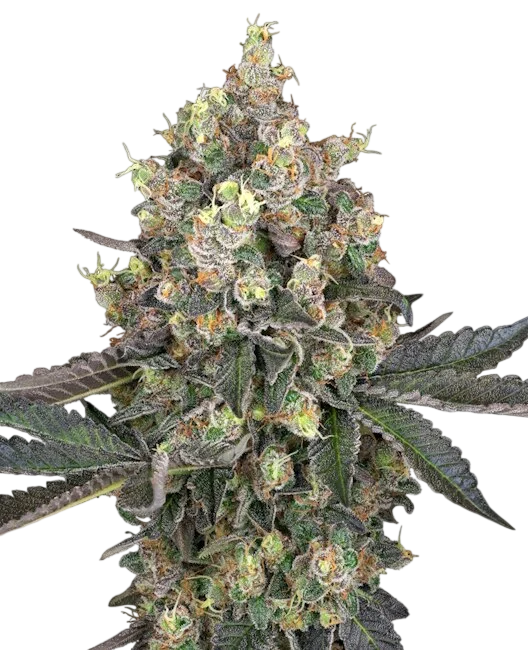 Sweet Berry Breeze | PHOTOFEM | White Label Seed Company