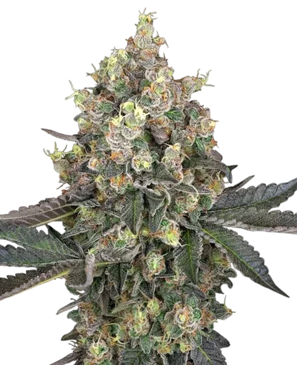 Sweet Berry Breeze