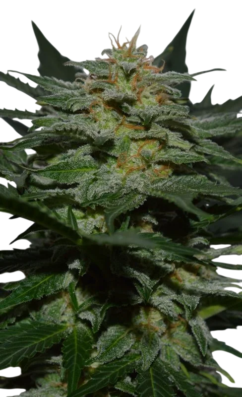 SweetBerry Cough Auto | AUTOFEM | Garden Of Green