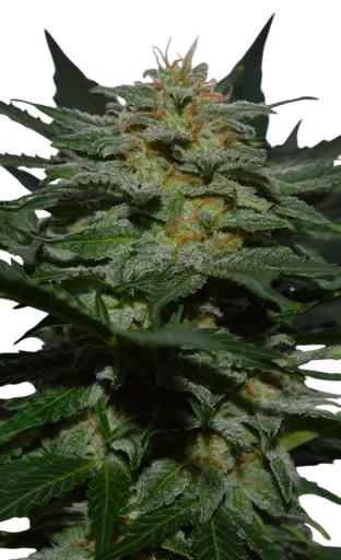 SweetBerry Cough Auto