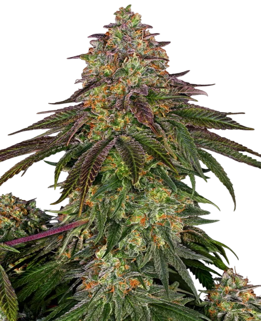 Sweet Cherry Kush | PHOTOFEM | Sensi Seeds