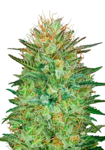 Sweet Critical Auto
