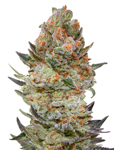 Sweet Critical CBD