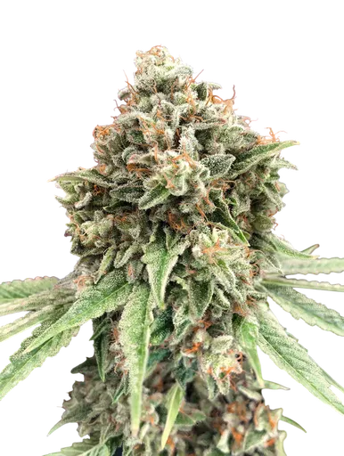 Sweet Critical FAST