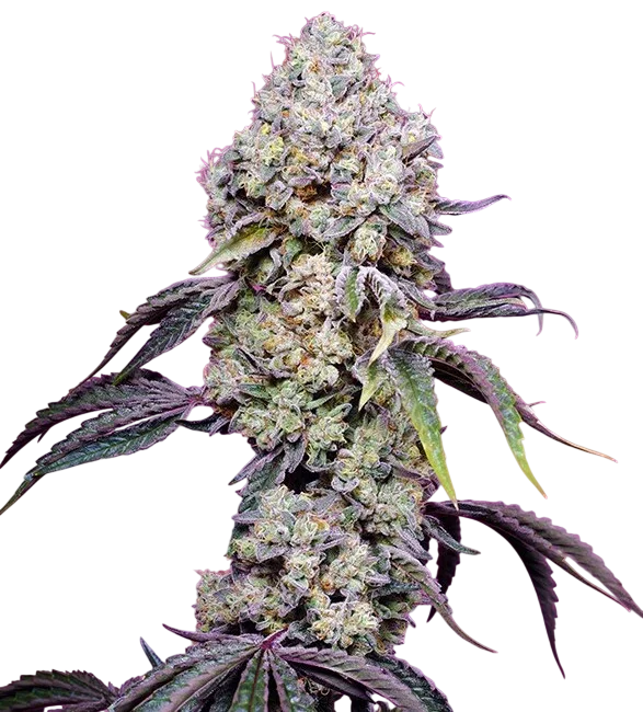 Sweet Mandarine Zkittlez F1 Fast Version | PHOTOFEM | Sweet Seeds