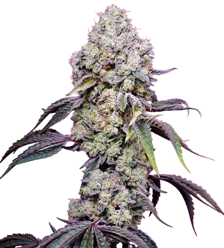 Sweet Mandarine Zkittlez F1 Fast Version