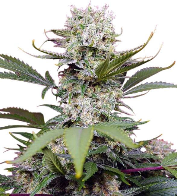 Sweet Mandarine Zkittlez XL Auto | AUTOFEM | Sweet Seeds