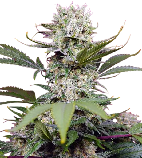 Sweet Mandarine Zkittlez XL Auto