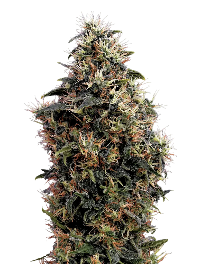 Sweet Mango Auto | AUTOFEM | Greenhouse Seed Co.