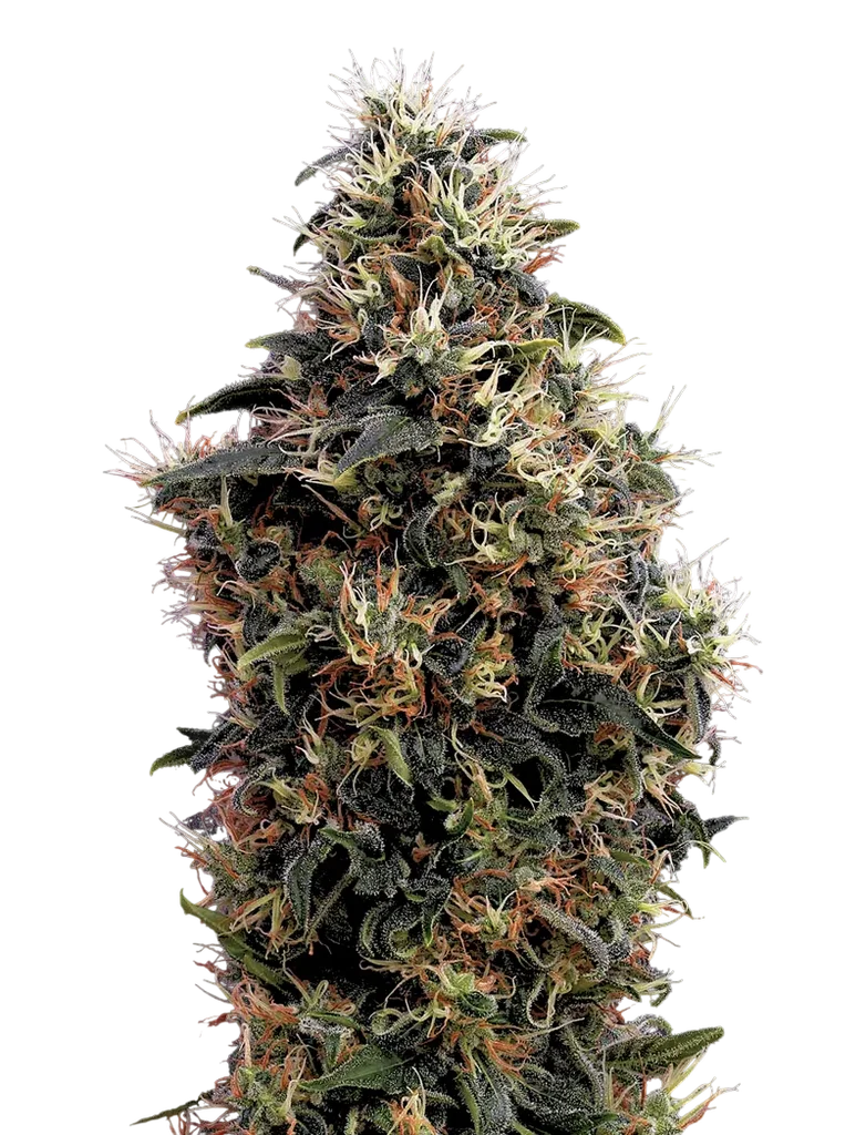 Sweet Mango Auto – Produktansicht