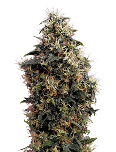 Sweet Mango Auto