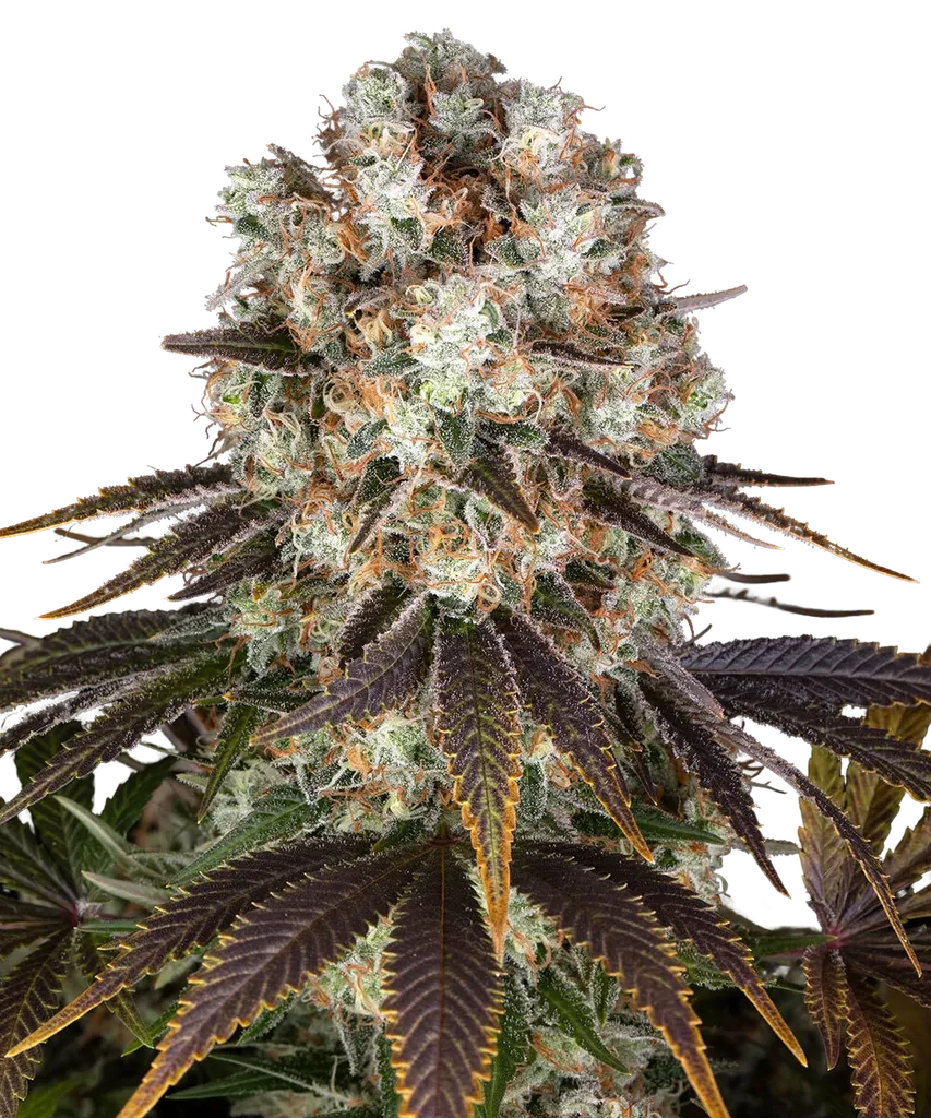 Bruce Banner | PHOTOFEM | Barneys Farm