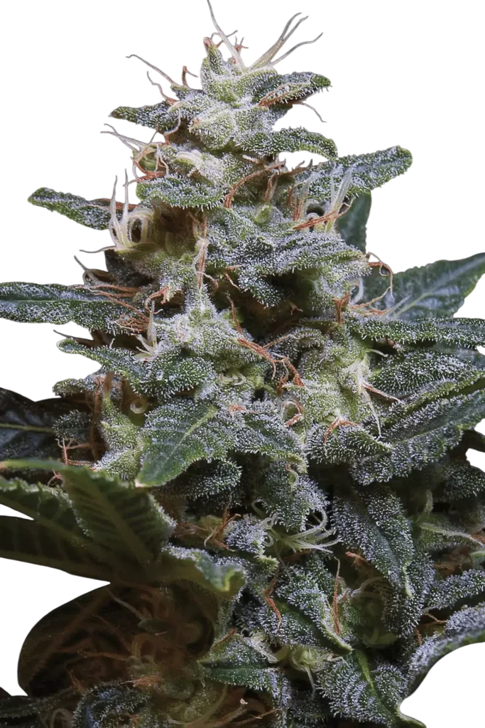 Sweet Purple | PHOTOFEM | Paradise Seeds