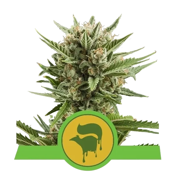 Sweet Skunk Auto | AUTOFEM | Royal Queen Seeds