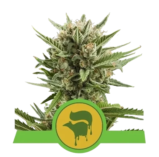 Sweet Skunk Auto