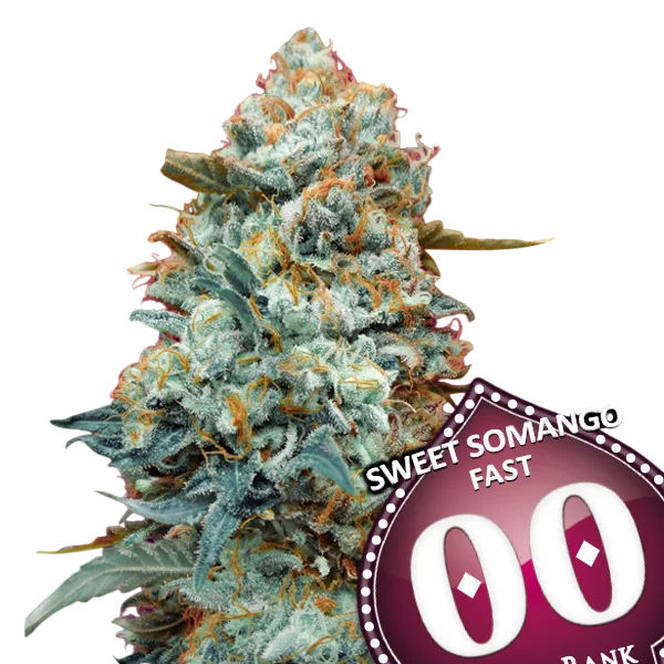 Sweet Somango FAST | PHOTOFEM | 00 Seeds