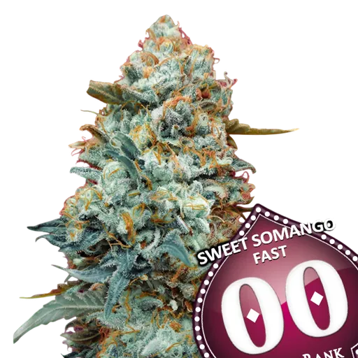 Sweet Somango FAST