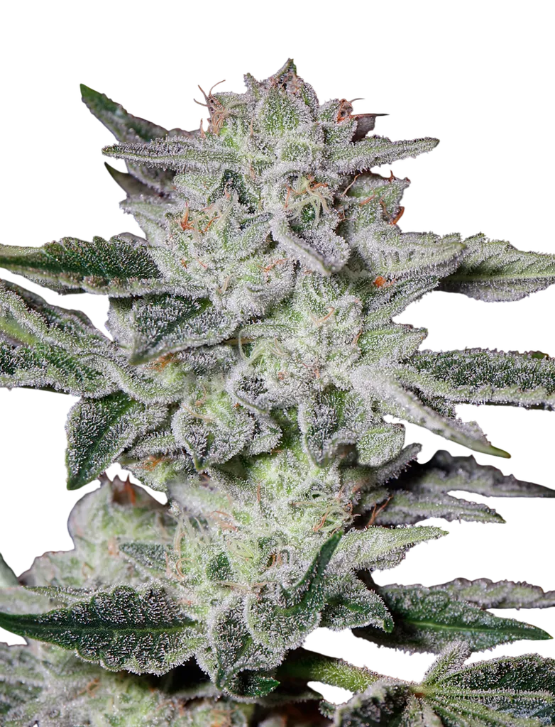 Sweet Valley Kush | PHOTOFEM | Greenhouse Seed Co.