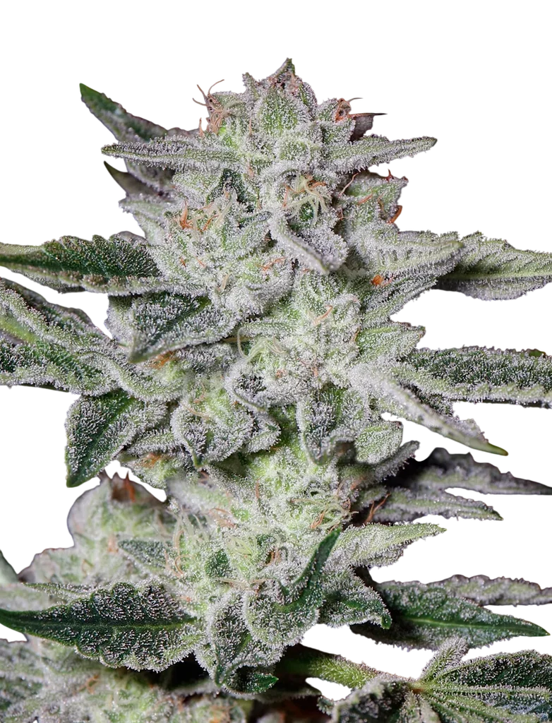 Sweet Valley Kush | PHOTOFEM | Greenhouse Seed Co.
