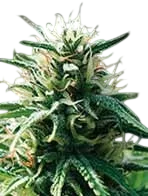 Sweety Auto | AUTOFEM | Blimburn Seeds