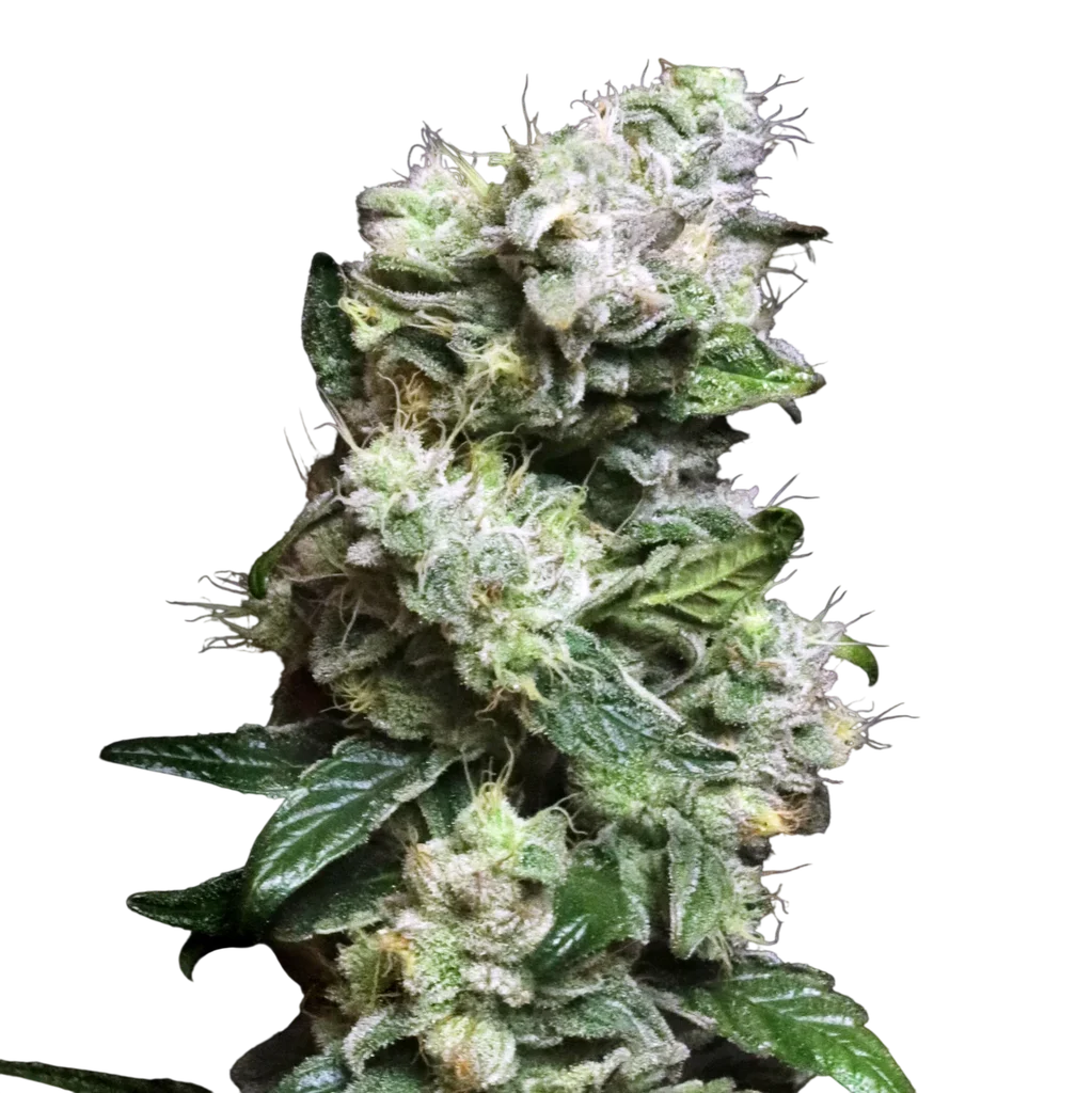 Blunt Bombs Ltd. Release – Produktansicht