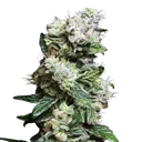 Blunt Bombs Ltd. Release | PHOTOFEM | Elev8 Seeds