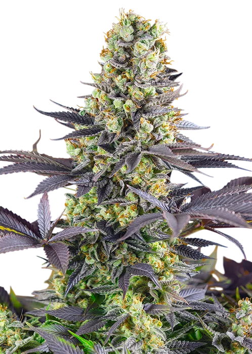 Sweet Zenzation | PHOTOFEM | Sweet Seeds