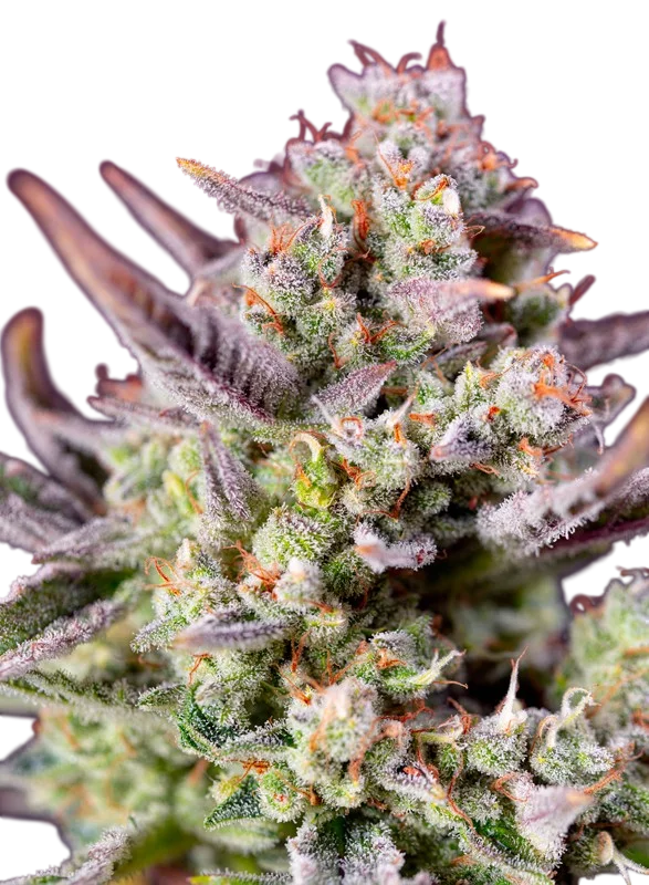 Sweet Zenzation XL Auto | AUTOFEM | Sweet Seeds